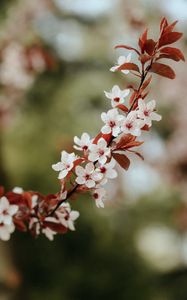 Preview wallpaper flowers, bloom, branch, leaves