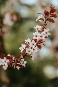 Preview wallpaper flowers, bloom, branch, leaves