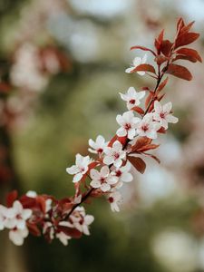 Preview wallpaper flowers, bloom, branch, leaves