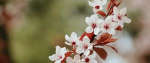 Preview wallpaper flowers, bloom, branch, leaves