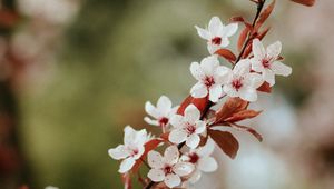 Preview wallpaper flowers, bloom, branch, leaves