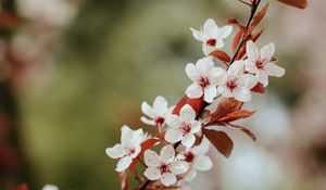 Preview wallpaper flowers, bloom, branch, leaves