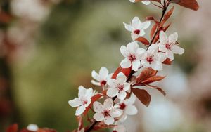 Preview wallpaper flowers, bloom, branch, leaves