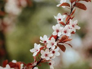 Preview wallpaper flowers, bloom, branch, leaves