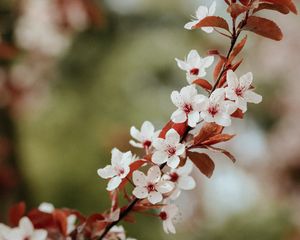 Preview wallpaper flowers, bloom, branch, leaves