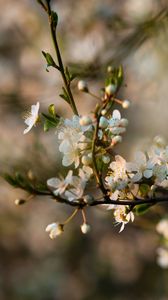 Preview wallpaper flowers, bloom, branch, petals