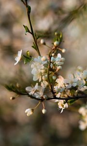 Preview wallpaper flowers, bloom, branch, petals