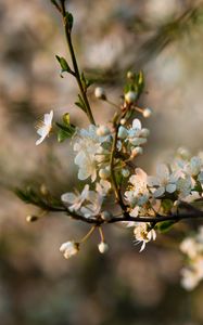 Preview wallpaper flowers, bloom, branch, petals