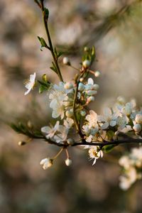 Preview wallpaper flowers, bloom, branch, petals
