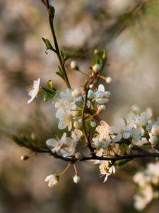 Preview wallpaper flowers, bloom, branch, petals