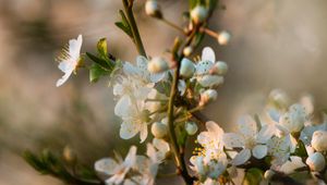 Preview wallpaper flowers, bloom, branch, petals