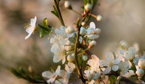 Preview wallpaper flowers, bloom, branch, petals