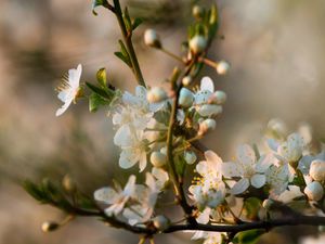 Preview wallpaper flowers, bloom, branch, petals