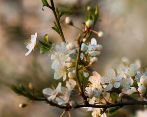 Preview wallpaper flowers, bloom, branch, petals