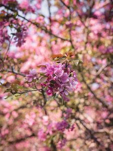 Preview wallpaper flowers, bloom, branch, garden, pink