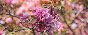 Preview wallpaper flowers, bloom, branch, garden, pink