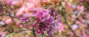 Preview wallpaper flowers, bloom, branch, garden, pink