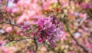 Preview wallpaper flowers, bloom, branch, garden, pink