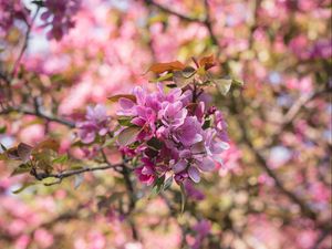 Preview wallpaper flowers, bloom, branch, garden, pink