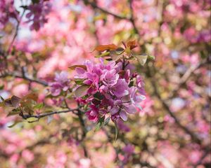 Preview wallpaper flowers, bloom, branch, garden, pink