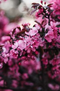 Preview wallpaper flowers, bloom, branch, pink