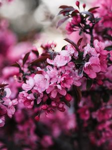Preview wallpaper flowers, bloom, branch, pink