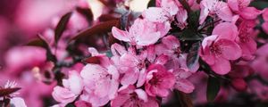 Preview wallpaper flowers, bloom, branch, pink