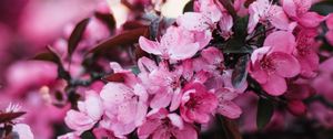Preview wallpaper flowers, bloom, branch, pink