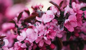 Preview wallpaper flowers, bloom, branch, pink
