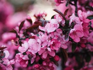 Preview wallpaper flowers, bloom, branch, pink