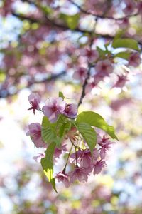 Preview wallpaper flowers, bloom, branch, garden, leaves