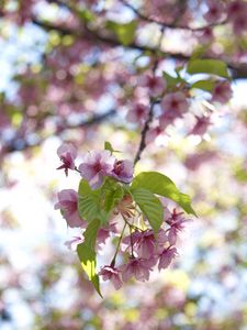 Preview wallpaper flowers, bloom, branch, garden, leaves