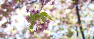 Preview wallpaper flowers, bloom, branch, garden, leaves