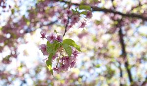 Preview wallpaper flowers, bloom, branch, garden, leaves