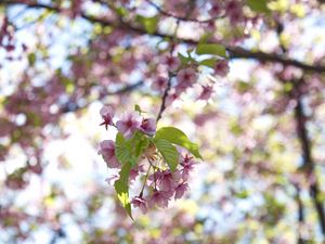 Preview wallpaper flowers, bloom, branch, garden, leaves