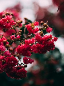 Preview wallpaper flowers, bloom, branch, pink, macro