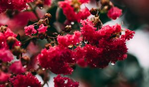 Preview wallpaper flowers, bloom, branch, pink, macro