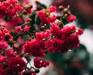 Preview wallpaper flowers, bloom, branch, pink, macro