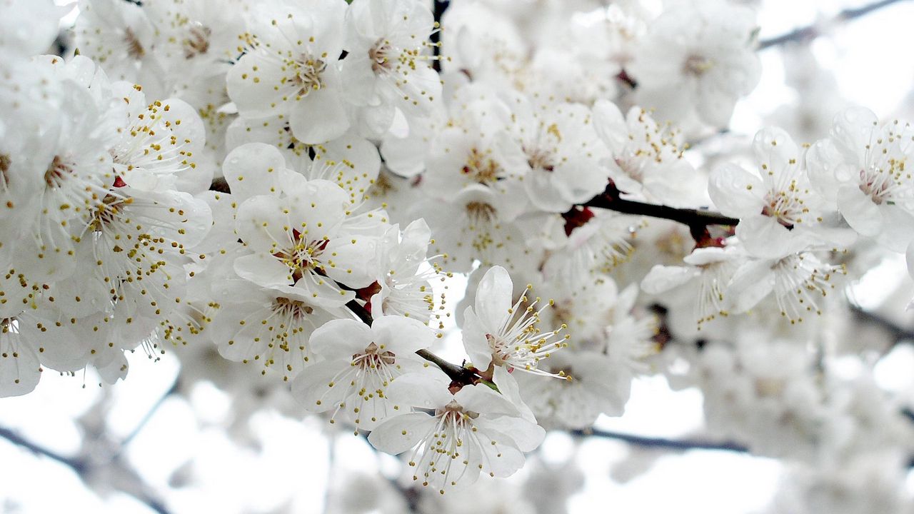 Wallpaper flowers, bloom, branch, plant