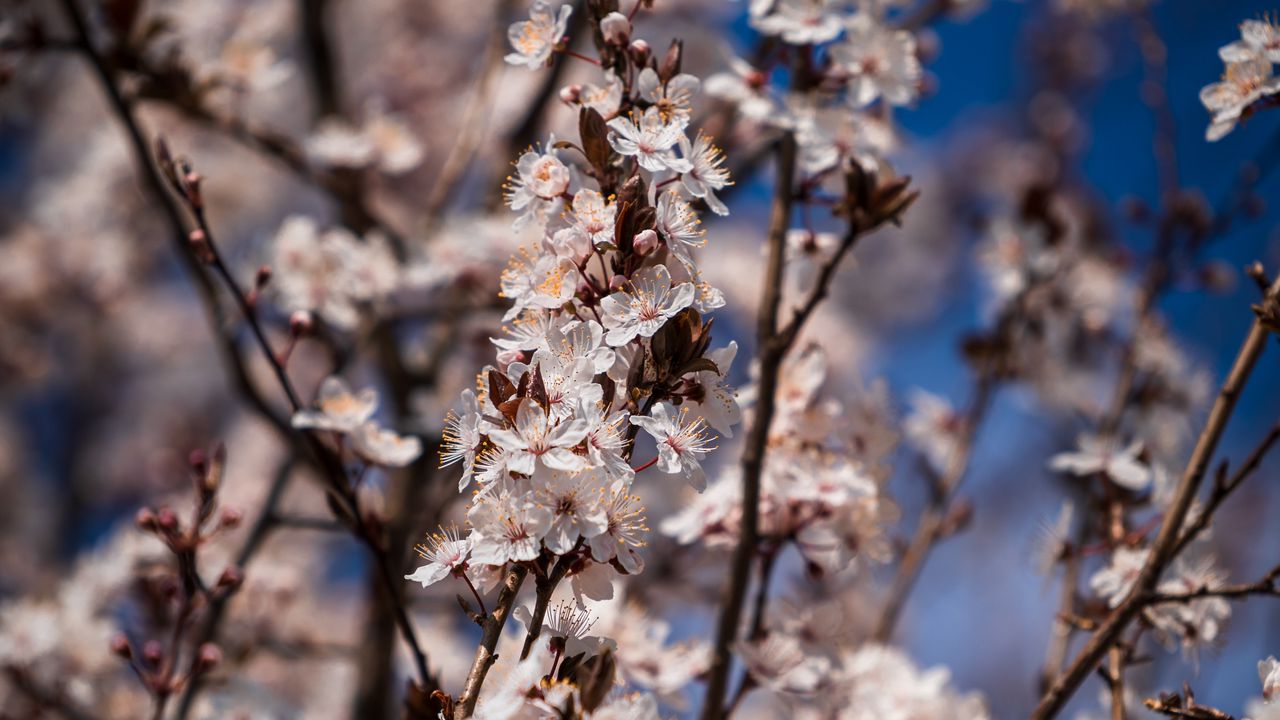 Wallpaper flowers, bloom, branches, spring