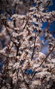 Preview wallpaper flowers, bloom, branches, spring