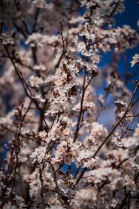 Preview wallpaper flowers, bloom, branches, spring