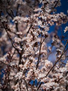 Preview wallpaper flowers, bloom, branches, spring