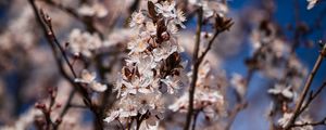 Preview wallpaper flowers, bloom, branches, spring