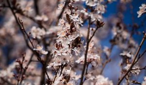 Preview wallpaper flowers, bloom, branches, spring
