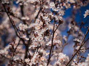 Preview wallpaper flowers, bloom, branches, spring