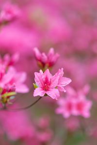 Preview wallpaper flowers, bloom, branches, pink