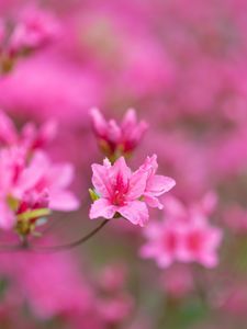 Preview wallpaper flowers, bloom, branches, pink