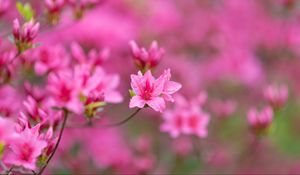 Preview wallpaper flowers, bloom, branches, pink