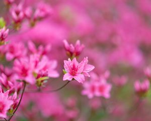 Preview wallpaper flowers, bloom, branches, pink